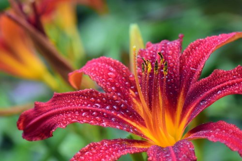 Lily Red Blossom Bloom Daylily Wet Drip Moist - 901151235