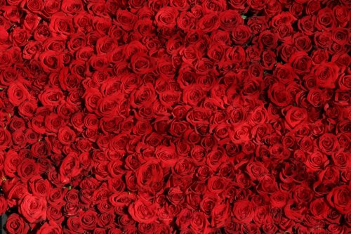 Rose Roses Flowers Red Valentine - 901151237