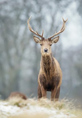Close up of a young red deer stag in winter - 901151329