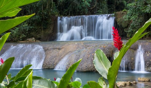 Scenic waterfalls and lrd flower in Jamaica