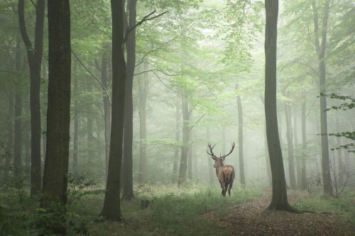 Beautiful image of red deer stag in foggy Autumn colorful forest - 901151379