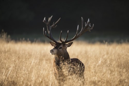 Majestic red deer stag cervus elaphus bellowing in open grasss field landscape during rut season in Autumn Fall
