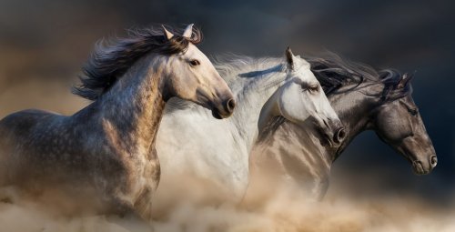 Horses with long mane portrait run gallop in desert dust - 901151484