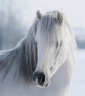 White Welsh pony - 901151494