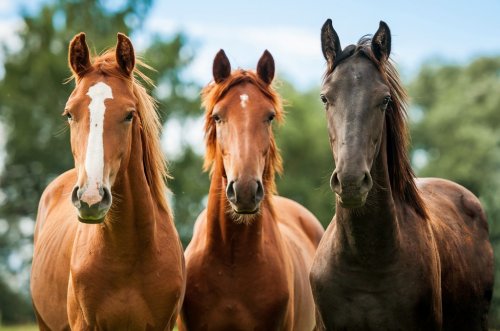 Group of three young horses on the pasture - 901151495
