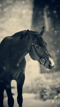 Portrait of a sports horse in the winter.