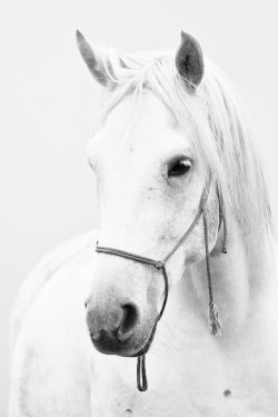 White horse - 901151526