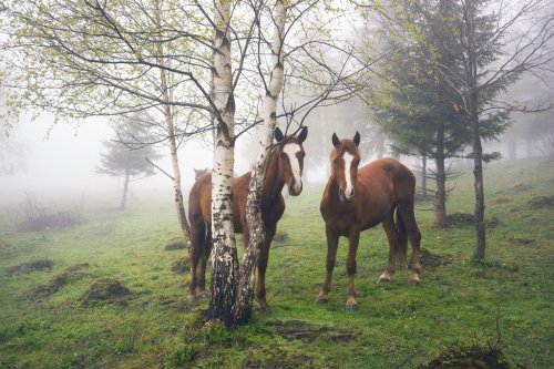 Horses in the fog at dawn - 901151530