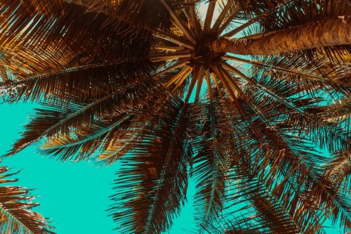 Palm Tree - 901151624