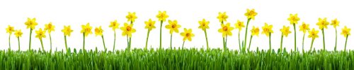 Blumenwiese mit Narzissen als Hintergrund - 901151639