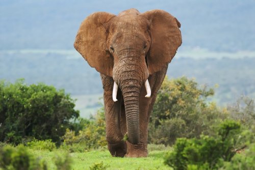 African Elephant, Loxodonta africana, South Africa - 901151794