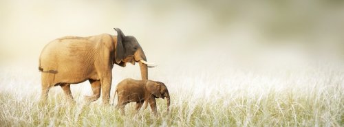 Mom and Baby Elephant Walking Through Tall Grass - 901151797