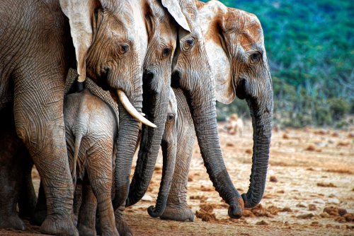 Adult elephants protecting young elephant, Addo National Elephant Park, South Africa