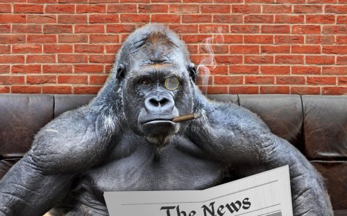 gorilla reading a newspaper. 3d rendering. - 901151809