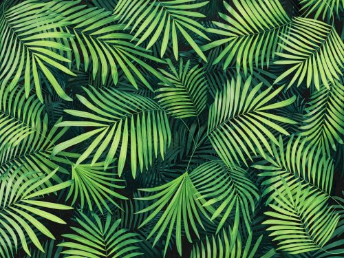 tropical  background - 901152314
