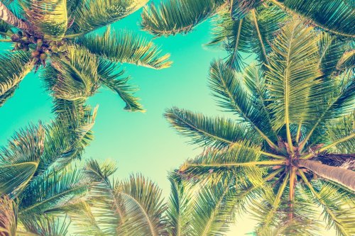 Blue sky and palm trees view from below, vintage style, summer background - 901152334