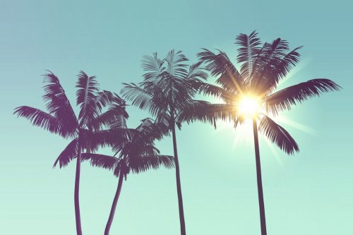 Tropical palm tree silhouette against bright sunlight - 901152347