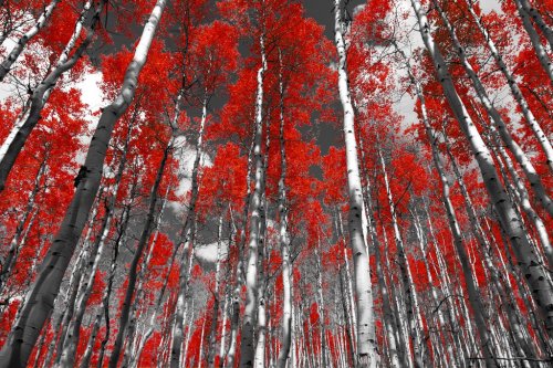 Red forest of fall aspen trees in a black and white Colorado Rocky Mountain landscape
