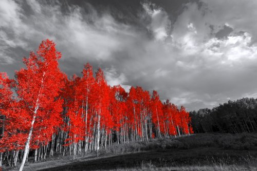 Red trees in surreal black and white landscape