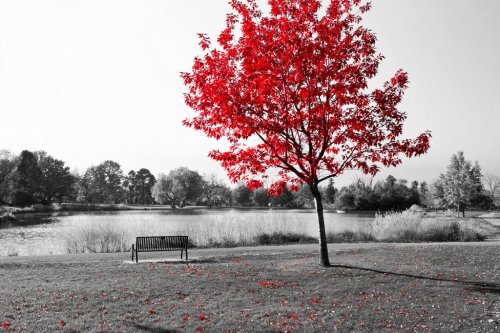 Red Tree Over Park Bench - 901152832