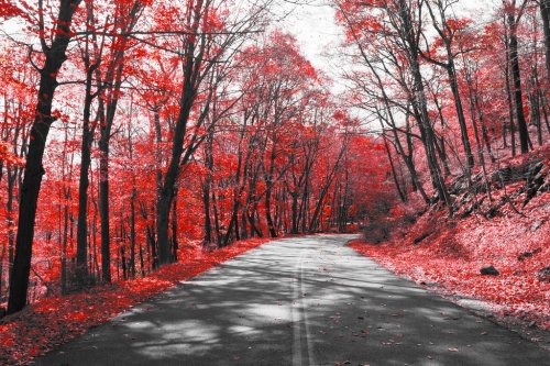 Highway Through Red Forest in Black and White Landscape