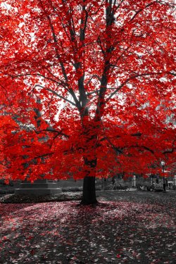 Sunlight Through Red Tree in Black and White Landscape - 901152834
