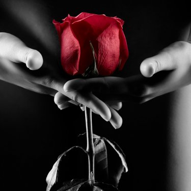 Silhouette of nude woman with red rose isolated on black - 901152835