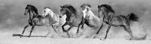 Horses run fast in sand against dramatic sky. Black  and white - 901152912