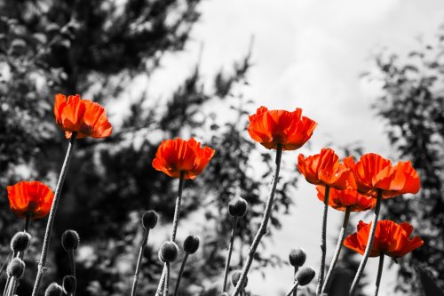 Red poppies. Monochromatic image. Toned image.