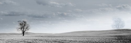 Canadian Prairies wheat field - 901152927