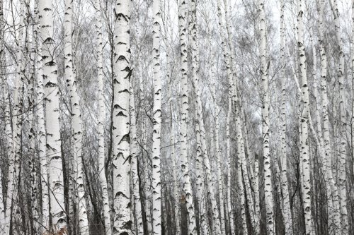 birch forest, black-white photo - 901152935