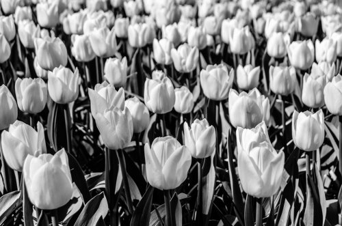 Black and white tulips - 901152974