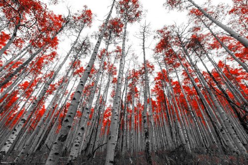 Tall Red Trees in Black and White Landscape