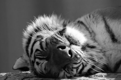 Black and white face of an adult tiger sleeping peacefully - 901153045