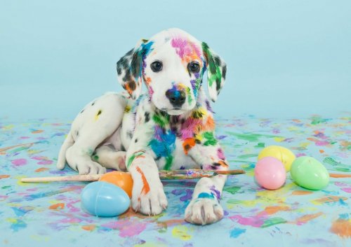 Easter Dalmatain Puppy - 901153376
