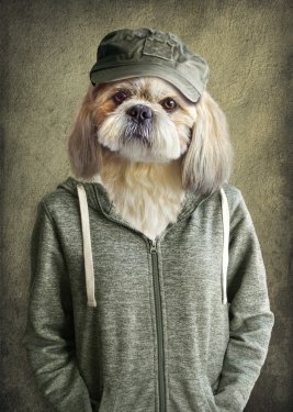Cute dog shih tzu portrait, wearing human clothes, on vintage background. Hip... - 901153404