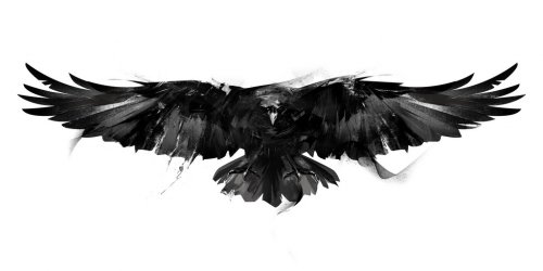 isolated black and white illustration of a flying bird crow front - 901153437