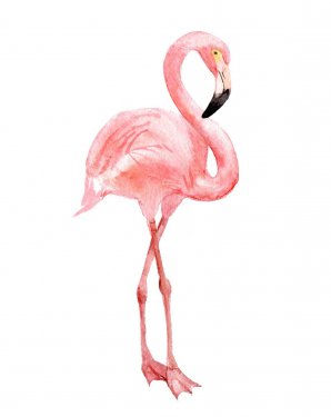 Flamingo, isolated on white background, watercolor illustration - 901153677