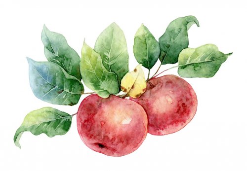 Two red watercolor apples
