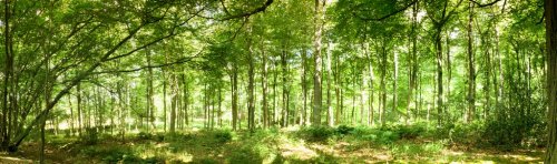 Woods in summer with light through green leaves