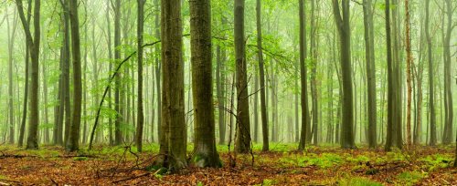Green Forest of Beech Trees in Rain and Fog - 901154107