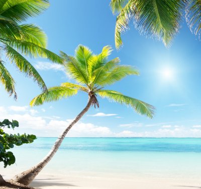 palms on Caribbean beach - 901154197