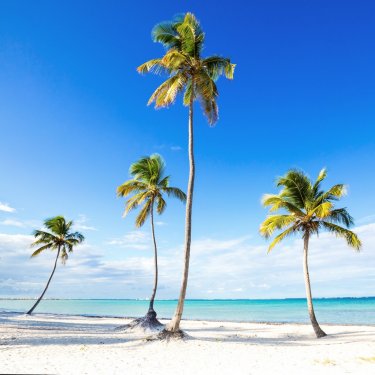 Coconut palm trees an pristine bounty beach - 901154203