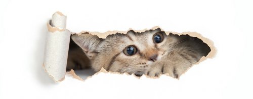 British cat looking through hole in paper isolated - 901154299