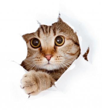 cat looking up in paper side torn hole isolated - 901154300