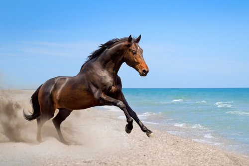 Beautiful horse run  along the shore of the sea
