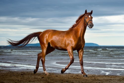 horse runs on the coast - 901154340