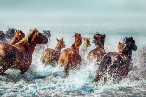 Batch of nice haflingers jumping in water - 901154342