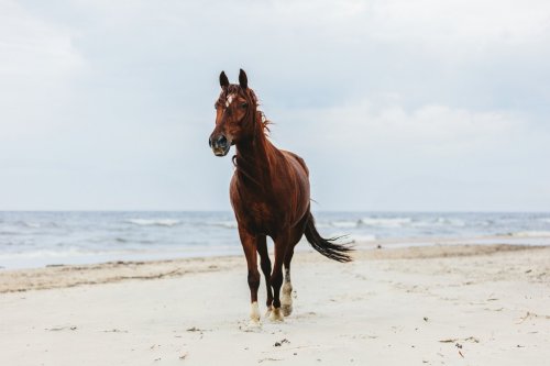 Lonely bay horse trotting on the beach by the sea.