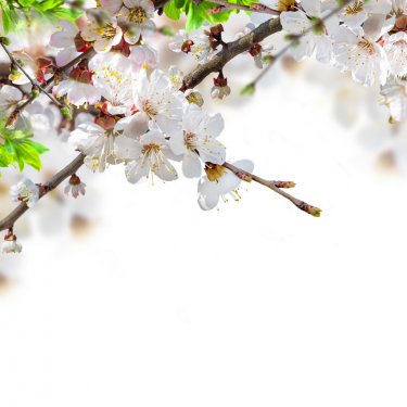 Apricot flowers in spring, floral background - 901154542